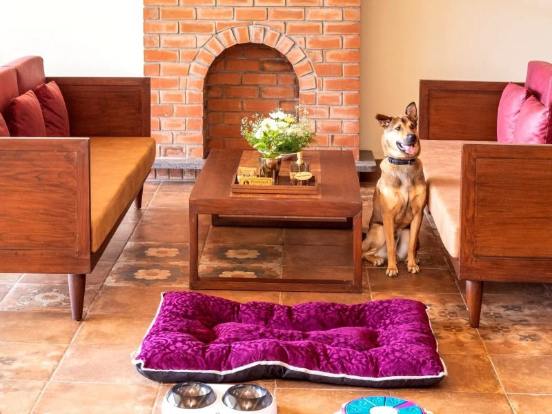 Pet Friendly Deluxe Room