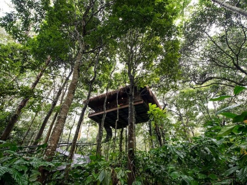 Woodpecker Tree House with Balcony