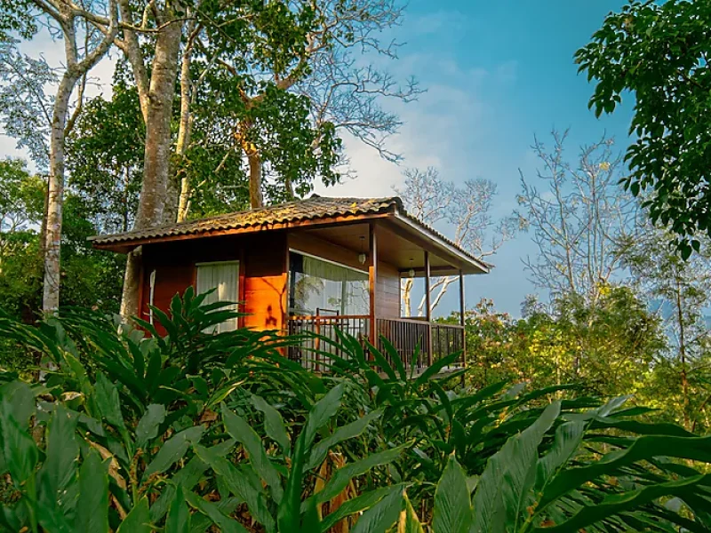 Tree House
