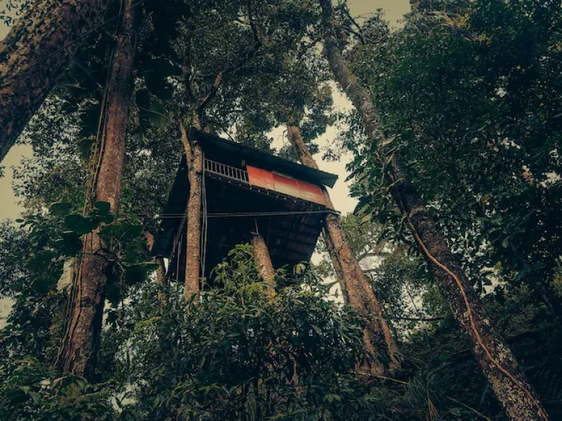 Tree House